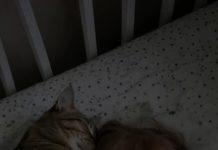 Svake noći mačka je zaspala pored dvogodišnje kćerke i stavila joj šapu na lice; Prestrašeni roditelji odlučili su da se riješe ljubimca, sve dok nije stigao pedijatar i otkrio istinu koja je sve ostavila bez teksta. 😱 😱