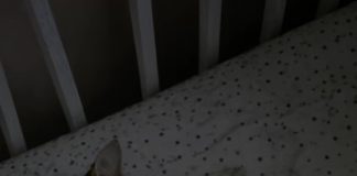 Svake noći mačka je zaspala pored dvogodišnje kćerke i stavila joj šapu na lice; Prestrašeni roditelji odlučili su da se riješe ljubimca, sve dok nije stigao pedijatar i otkrio istinu koja je sve ostavila bez teksta. 😱 😱