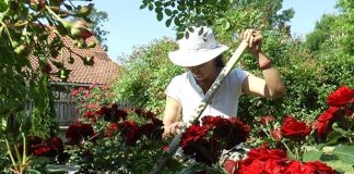 Veruje se da ova biljka donosi smrt: Nikada je ne sadite, a ako je dobijete na poklon – odmah je bacite iz kuće!