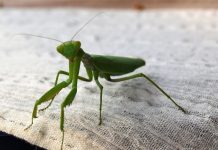 Ako vam bogomoljka uđe u stan budite srećni: Kažu da s razlogom bira kuću, a evo koju poruku nosi….