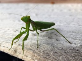Ako vam bogomoljka uđe u stan budite srećni: Kažu da s razlogom bira kuću, a evo koju poruku nosi….