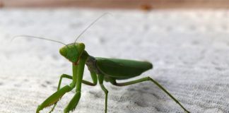Ako vam bogomoljka uđe u stan budite srećni: Kažu da s razlogom bira kuću, a evo koju poruku nosi….