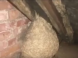 Mislio je da je pronašao gnijezdo stršljena na tavanu, ali ono što se krilo unutra potpuno ga je iznenadilo