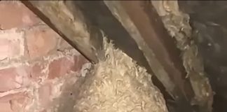 Mislio je da je pronašao gnijezdo stršljena na tavanu, ali ono što se krilo unutra potpuno ga je iznenadilo