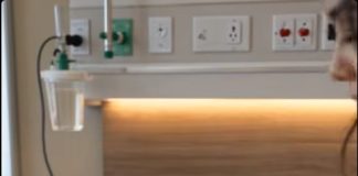 Bolesni šejh je nastavio da otpušta medicinske sestre koje su trebale da brinu o njegovom zdravlju, sve dok jednog dana jednostavna mlada žena nije ušla u njegovu bolničku sobu i uradila nešto što ga je ostavilo bez teksta prvi put nakon veoma dugo vremena. 😱 😱