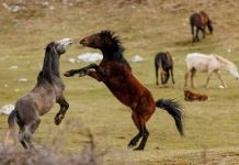 Šta vas izdvaja od ostalih?Odaberite jednog konja sa slike i otkrit ćete po čemu vas drugi ljudi pamte