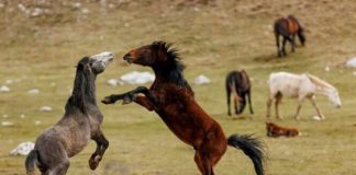 Šta vas izdvaja od ostalih?Odaberite jednog konja sa slike i otkrit ćete po čemu vas drugi ljudi pamte
