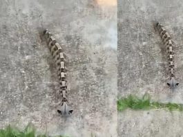 Ujutru sam u dvorištu primetila nešto i pomislila da je samo igračka, ali se stvarnost pokazala mnogo strašnijom.