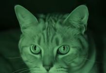 Svake noći sam se budila sa osjećajem da naša mačka pažljivo posmatra mene i mog muža, i osjećala sam se zastrašujuće 😨
