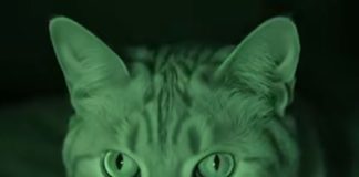 Svake noći sam se budila sa osjećajem da naša mačka pažljivo posmatra mene i mog muža, i osjećala sam se zastrašujuće 😨
