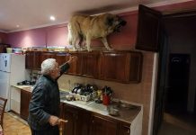 U posljednje vrijeme moj golemi gampr neprestano se penjao na vrh kuhinjskih ormarića i glasno režao. Isprva sam mislio da je poludio, sve dok nisam shvatio na što zapravo laje.