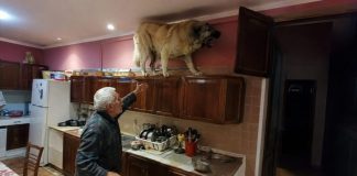 U posljednje vrijeme moj golemi gampr neprestano se penjao na vrh kuhinjskih ormarića i glasno režao. Isprva sam mislio da je poludio, sve dok nisam shvatio na što zapravo laje.
