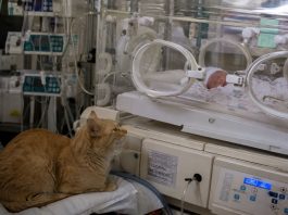 Liječnici su njezinoj kćeri dali još samo šest sati života. Mačka je 31 dan ostala uz inkubator. One noći kada je otišla, djevojčica je otvorila oči… Liječnici su njezinoj kćeri dali još samo šest sati života. Mačka je 31 dan ostala uz inkubator. One noći kada je otišla, djevojčica je otvorila oči… - featured image