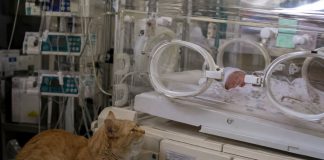 Liječnici su njezinoj kćeri dali još samo šest sati života. Mačka je 31 dan ostala uz inkubator. One noći kada je otišla, djevojčica je otvorila oči… Liječnici su njezinoj kćeri dali još samo šest sati života. Mačka je 31 dan ostala uz inkubator. One noći kada je otišla, djevojčica je otvorila oči… - featured image