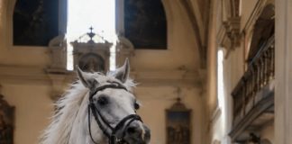 Tokom venčanja, nevestin konj iznenada je uleteo u crkvu i stao pravo ispred mlade žene, odbijajući da joj dozvoli da priđe oltaru. Životinja se ponašala toliko divlje da su gosti zahtevali da je odmah izvedu napolje, ne sluteći na kakvu opasnost konj zapravo pokušava da ih upozori 😨 Tokom venčanja, nevestin konj iznenada je uleteo u crkvu i stao pravo ispred mlade žene, odbijajući da joj dozvoli da priđe oltaru. Životinja se ponašala toliko divlje da su gosti zahtevali da je odmah izvedu napolje, ne sluteći na kakvu opasnost konj zapravo pokušava da ih upozori 😨 - featured image
