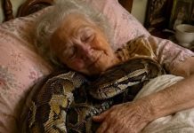 😨 Jedna 75-godišnja žena držala je tri godine u svojoj kući divovskog pitona, sve dok jednog dana zmija nije počela svake noći puzati u njezin krevet i omotavati se oko njezinog tijela. Starica je vjerovala da je to znak privrženosti, no kada je njezina kći, koja je bila veterinarka, došla u posjet i vidjela ponašanje zmije, prestravila se i odmah zamolila majku da više ne spava pokraj nje.