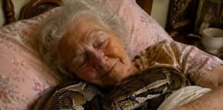 😨 Jedna 75-godišnja žena držala je tri godine u svojoj kući divovskog pitona, sve dok jednog dana zmija nije počela svake noći puzati u njezin krevet i omotavati se oko njezinog tijela. Starica je vjerovala da je to znak privrženosti, no kada je njezina kći, koja je bila veterinarka, došla u posjet i vidjela ponašanje zmije, prestravila se i odmah zamolila majku da više ne spava pokraj nje.