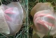 Pomislio sam da sam u svom dvorištu pronašao nešto zastrašujuće, a istina me je potpuno iznenadila Pomislio sam da sam u svom dvorištu pronašao nešto zastrašujuće, a istina me je potpuno iznenadila - featured image