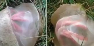 Pomislio sam da sam u svom dvorištu pronašao nešto zastrašujuće, a istina me je potpuno iznenadila Pomislio sam da sam u svom dvorištu pronašao nešto zastrašujuće, a istina me je potpuno iznenadila - featured image